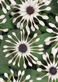 Osteospermum Serenity 'White Bliss'